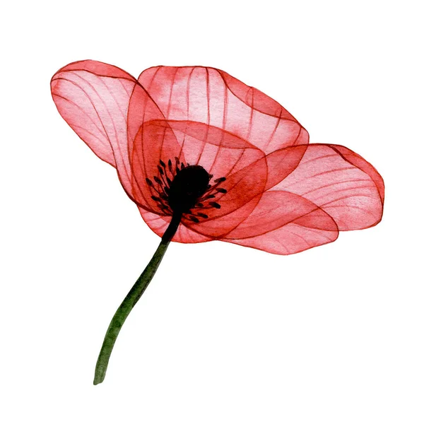 Watercolor Transparent Flower Composition Red Poppy Isolated White Background — Stock Photo, Image