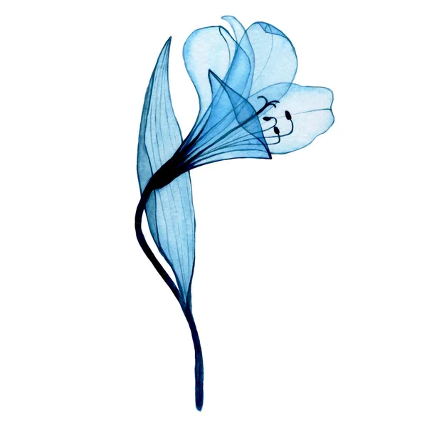 Aquareltekening Transparante Blauwe Bloem Alstroemeria Lelie Luchtige Transparante Bloem Röntgenfoto — Stockfoto