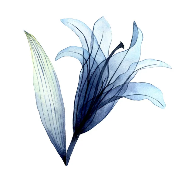 Akwarela Przezroczysty Kwiat Przezroczysta Niebieska Lilia Pastelowych Kolorach Element Izolowany — Zdjęcie stockowe