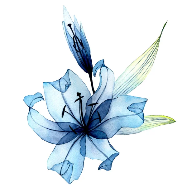 Akwarela Przezroczysty Kwiat Przezroczysta Niebieska Lilia Pastelowych Kolorach Element Izolowany — Zdjęcie stockowe