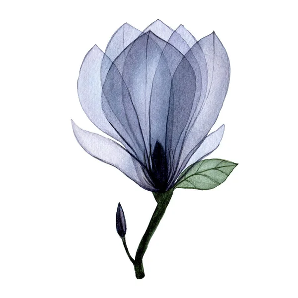 Aquarel Tekening Transparante Magnolia Bloem Transparant Bloem Blauw Geïsoleerd Element — Stockfoto