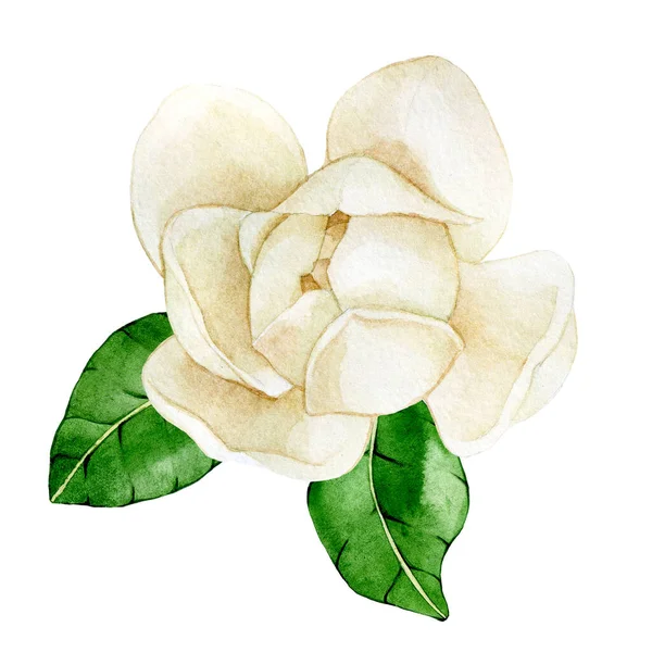 watercolor drawing. magnolia flower. vintage delicate drawing white magnolia flower