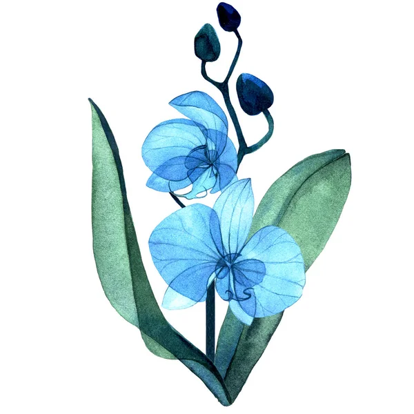 Delicata Illustrazione Acquerello Fiori Trasparenti Blu Germogli Foglie Dell Orchidea — Foto Stock