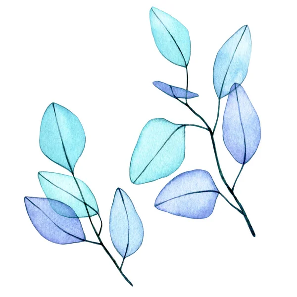Akvarellritning Uppsättning Eukalyptus Blad Genomskinliga Blommor Delikat Teckning Abstrakt Eukalyptus — Stockfoto
