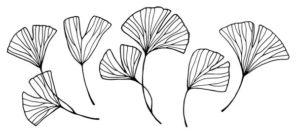 Vectortekenset Van Ginkgo Bladeren Minimalistische Moderne Lijntekening Afbeeldingen Schets Tropische — Stockvector
