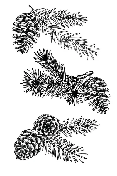 Drawing Vintage Style Christmas Set Fir Branches Cones Fir Tree — Stock Vector