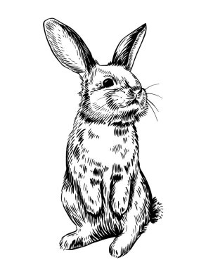 Paskalya tavşanı ile klasik grafik vektör çizimi, çizim