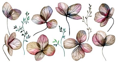 Şeffaf ortanca çiçeği seti. Kurumuş ortanca çiçekleri, x-ray