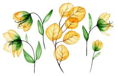 Suluboya çizim. Şeffaf çiçek ve yapraklar. sarı ve yeşil çiçekler ve okaliptüs yaprakları, x-ray