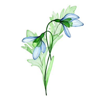 Suluboya çizim. Buket, şeffaf kar tanesi çiçekleri kompozisyonu. bahar buketi, kartpostallar için dekorasyon.