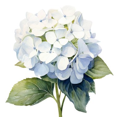 Beyaz ortanca çiçeğinin suluboya çizimi. Klasik gerçekçi illüstrasyon