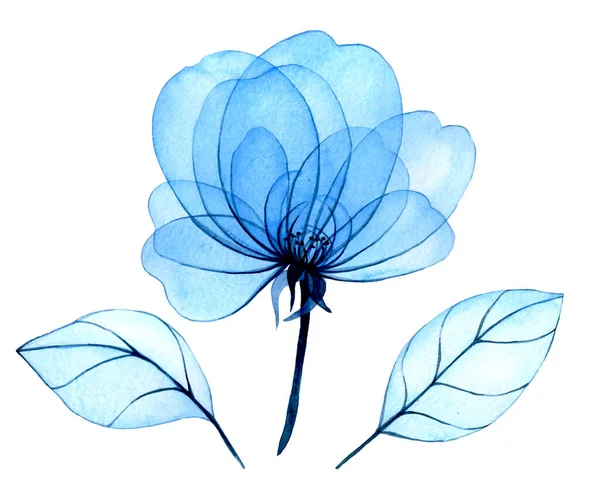 Aquareltekening Transparante Blauwe Pioenroos Bloemen Bladeren Delicate Illustratie Röntgenfoto — Stockfoto