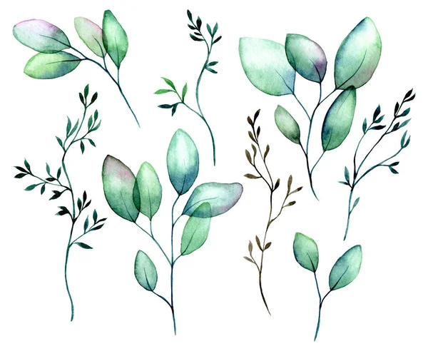 水彩画を描きました 透明なユーカリの葉のセット 緑色の透明なユーカリは白い背景で隔離された葉を残します クリップパーツ — ストック写真