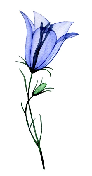 Aquareltekening Transparante Bluebell Bloem Voorjaarsbloemen Röntgenfoto — Stockfoto