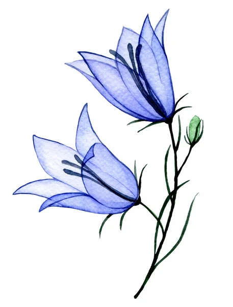 Aquareltekening Transparante Bluebell Bloem Voorjaarsbloemen Röntgenfoto — Stockfoto