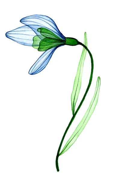 Акварельний Малюнок Прозорий Квітковий Сніг Сині Весняні Квіти Ніжність Чисто — стокове фото