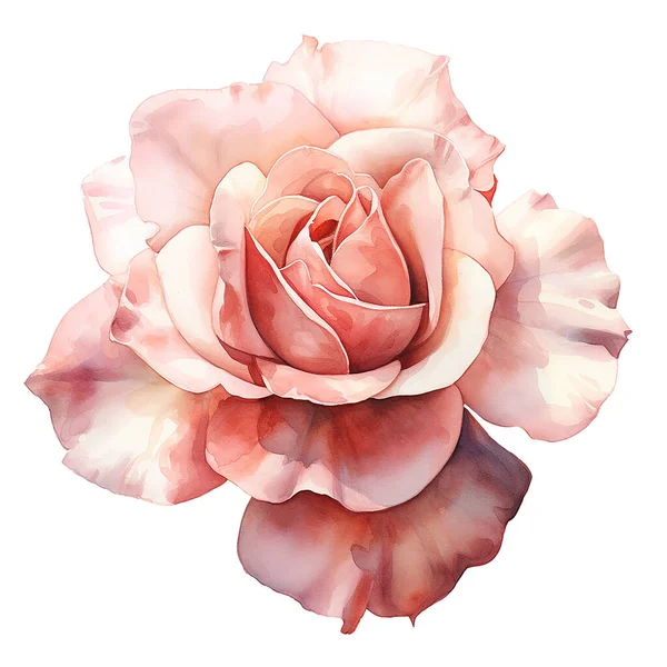 Dibujo Acuarela Rosa Sobre Fondo Blanco Flor Delicada Ilustración Realista — Foto de Stock