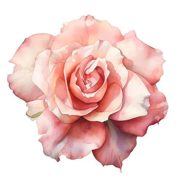 watercolor drawing, pink rose on a white background. delicate flower, realistic illustration