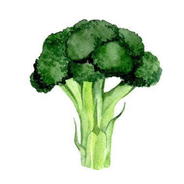 Suluboya çizim. Clipart brokoli. yeşil sebze gerçekçi illüstrasyon