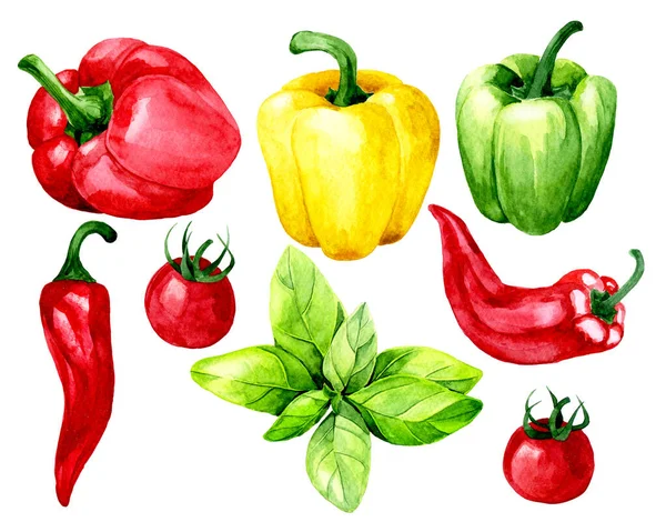 Watercolor Drawing Set Vegetables Culinary Herbs Basil Bell Pepper Chili — Stock Photo, Image