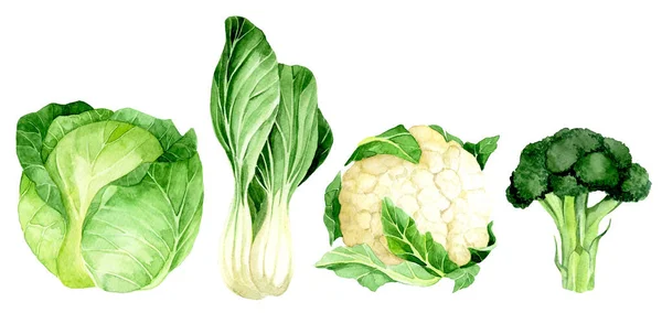 Aquarellzeichnung Gemüsesorten Kohl Blumenkohl Brokkoli Salat Grünes Gemüse Realistische Illustration — Stockfoto