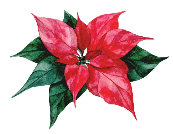 Dibujo Acuarela Flor Poinsettia Planta Navidad Invierno Año Nuevo —  Fotos de Stock