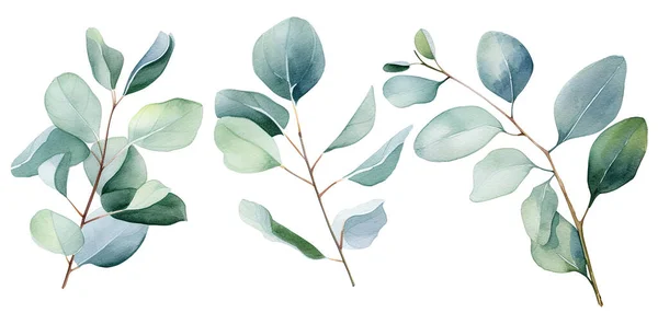 Akvarell Ritning Uppsättning Grenar Med Eukalyptus Blad Känslig Illustration — Stockfoto