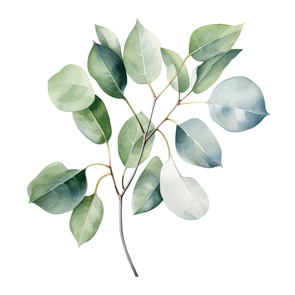 Akvarell Ritning Gren Med Eukalyptus Blad Känslig Illustration — Stockfoto