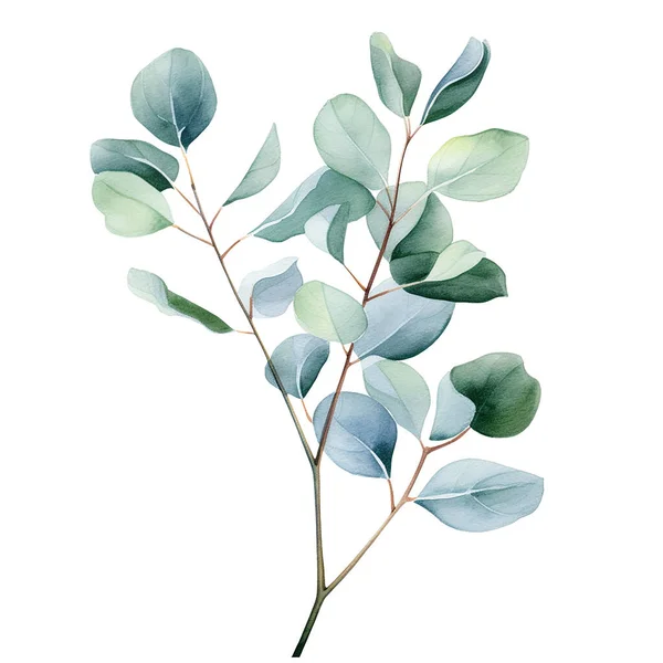 水彩画 ユーカリの葉の枝 繊細なイラスト — ストック写真