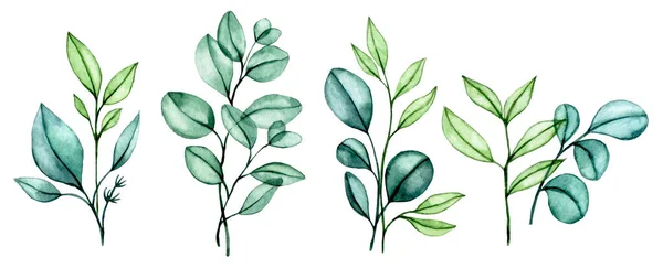 Akvarell Ritning Uppsättning Transparenta Eukalyptus Blad Buketter Tropiska Gröna Blad — Stockfoto