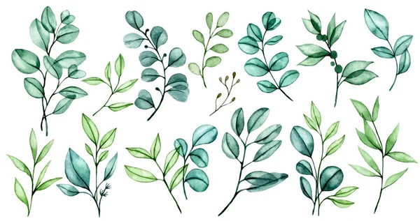 Akvarell Ritning Uppsättning Transparenta Eukalyptus Blad Buketter Tropiska Gröna Blad — Stockfoto