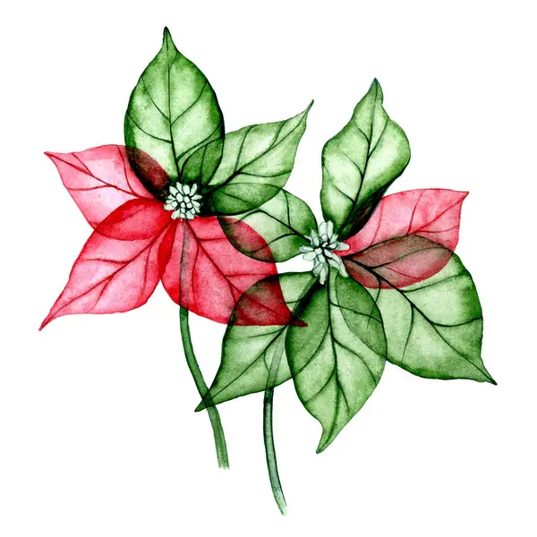 Watercolor Drawing Set Christmas Plant Poinsettia Transparent Flowers Ray Festive — Stock Photo, Image