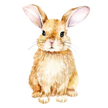 watercolor drawing. cute rabbit. easter bunny, hare isolated on white background clipart. realistic drawing, illustrationwatercolor drawing. cute rabbit. easter bunny, hare isolated on white backgroun