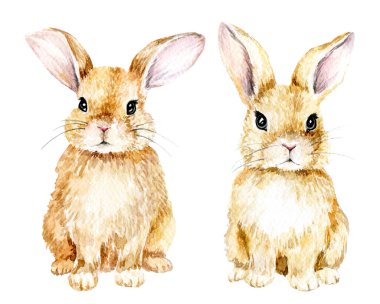 watercolor drawing. cute rabbit. easter bunny, hare isolated on white background clipart. realistic drawing, illustrationwatercolor drawing. cute rabbit. easter bunny, hare isolated on white backgroun