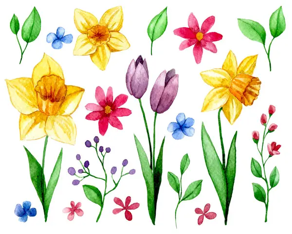 set with spring flowers. watercolor drawing of daffodils, tulips, cosmos, leaves and branches