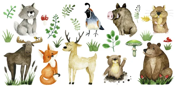 Set Simpatici Animali Della Foresta Disegno Acquerello Orso Alce Cervo — Foto Stock