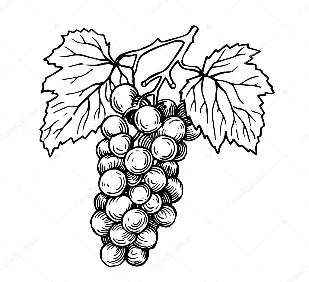 Bunch of grapes. vintage drawing in sketch style. black and white illustration