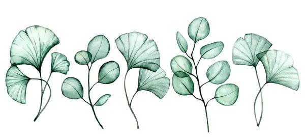 Aquareltekening Set Transparante Eucalyptus Ginkgo Bladeren Röntgenfoto — Stockfoto