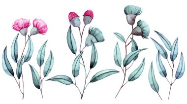 Suluboya çizimler, okaliptüs çiçekleri ve yapraklar. pembe ve yeşil çiçekler