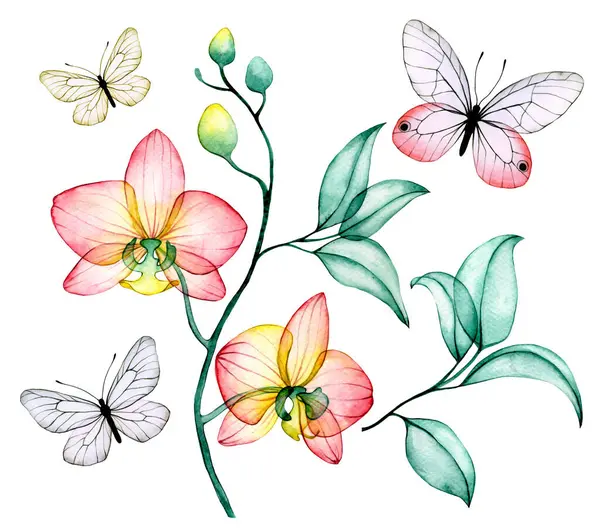 suluboya çizimler, şeffaf falaenopsis orkide çiçekleri ve kelebekler. Güzel pembe çiçek ve yapraklar, x-ray