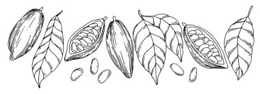 Kakao çekirdeği, meyve ve yaprakların çizimleri. Çizgi çizimi, çizim