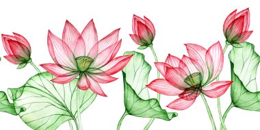 Suluboya desenleri, şeffaf nilüfer çiçeklerinin kusursuz sınırı. Nilüfer çiçekleri ve yaprakları çerçevesi