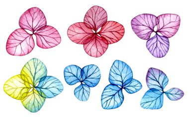 Şeffaf ortanca çiçeği seti. Parlak çiçekli suluboya çizim, x-ray