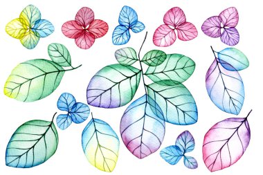 Şeffaf ortanca çiçekleri ve yaprakları. Parlak çiçekler ve yapraklarla suluboya çizim