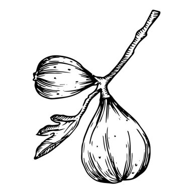 İncir, olgun meyve. çizim biçiminde doğrusal çizim