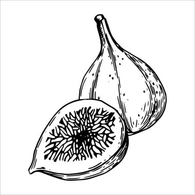 İncir, olgun meyve. çizim biçiminde doğrusal çizim