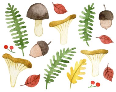Orman bitkileri ve mantarlarla suluboya seti. Güzel sonbahar seti, çizgi film.