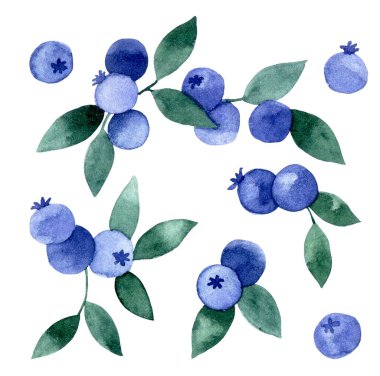 Suluboya çizimi, yaban mersini seti. Basit bir resim, yabanmersini yaprakları ve meyveler.