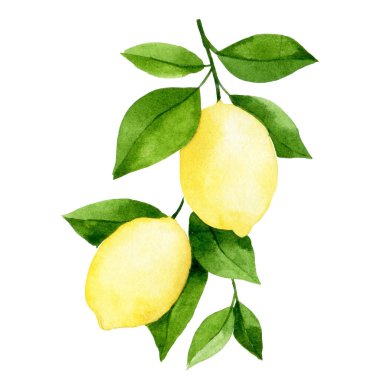 Suluboya resim, limon ağacı dalı. Basit biçimlerde resimleme