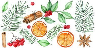 Suluboya çizimi, sıcak şarap için bir dizi Noel elementi. Kurumuş portakal, tarçın, yıldız anason, ladin dalları.